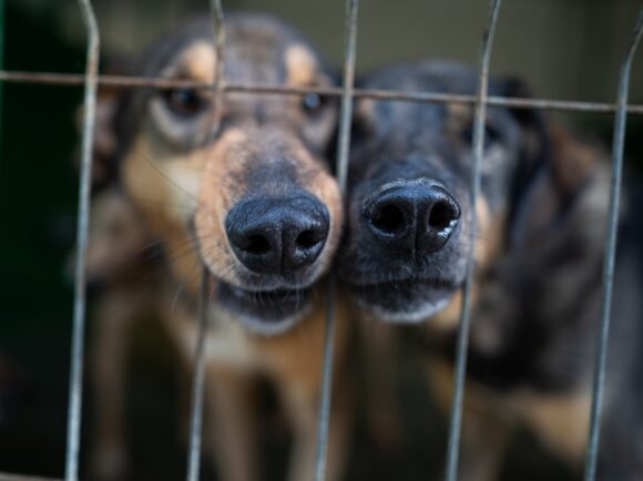 Ziua Mondială a Animalelor, sărbătorită la Adăpostul de câini „Speranța”